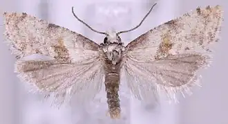 Cochylidia heydeniana