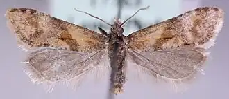 Cochylidia moguntiana