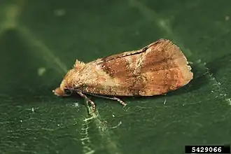 Veelkleurige bladroller