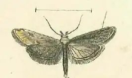 Cochylimorpha elongana