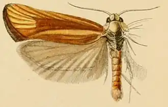 Cochylimorpha fucatana