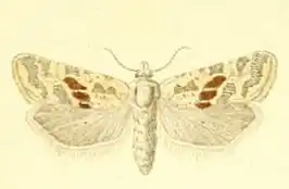 Cochylimorpha halophilana