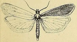 Cochylimorpha nodulana