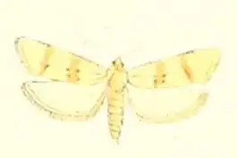 Cochylimorpha nomadana