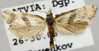 Cochylimorpha woliniana