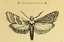 Cochylis defessana