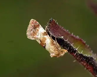 Dubbelkelkbladroller