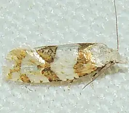 Cochylis ringsi