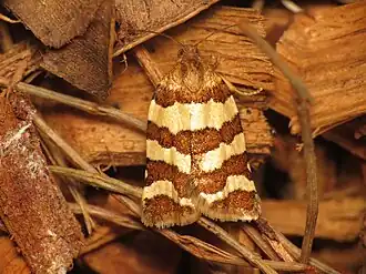 Tortrix subfurcatana