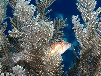 Pteragogus enneacanthus