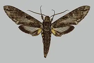 Cocytius vitrinus