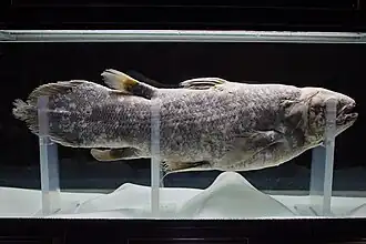 Indonesische coelacant