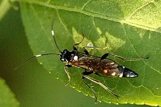 Coelichneumon cyaniventris