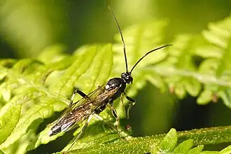 Coelichneumon desinatorius