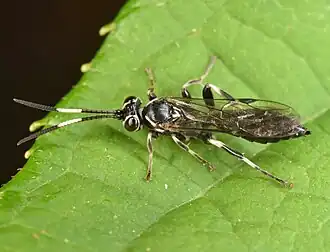 Coelichneumon navus