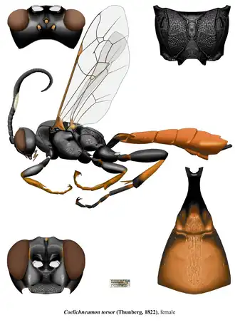 Coelichneumon torsor