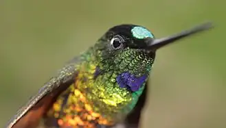 Perijá-incakolibrie