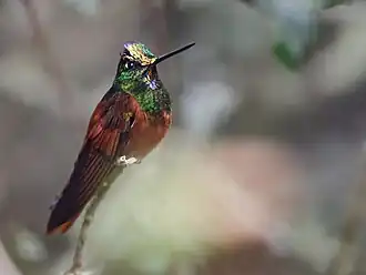 Regenboogincakolibrie