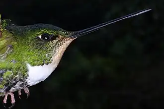 Conrads incakolibrie