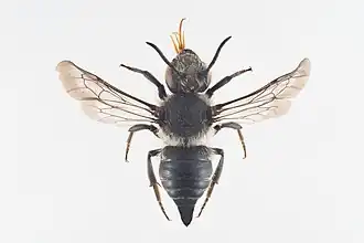 Coelioxys lanceolata