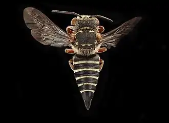 Coelioxys novomexicana