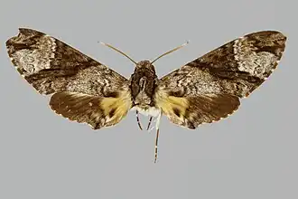 Coelonia brevis