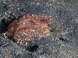 Coeloplana (Benthoplana) meteoris