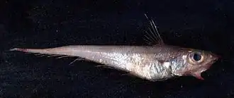 Coelorinchus caelorhincus