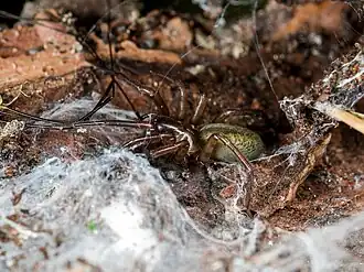 Coelotes curvilamnis