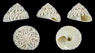 Coelotrochus tiaratus