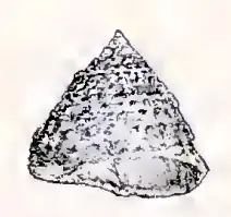 Coelotrochus viridis