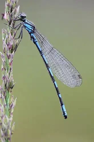 Siberische waterjuffer