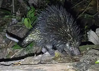 Tweekleurig grijpstaartstekelvarken
