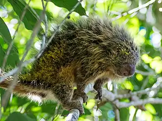 Zuid-Amerikaans wolharig dwerggrijpstaartstekelvarken