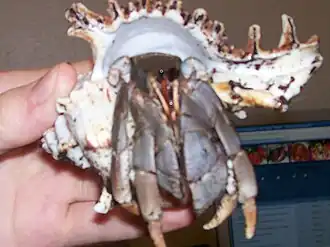 Coenobita violascens