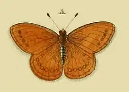 Coenonympha amaryllis