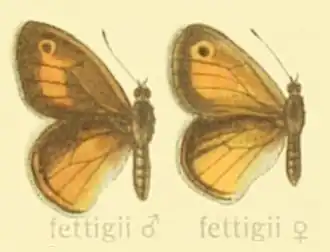 Coenonympha fettigii