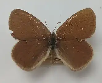 Coenonympha haydeni
