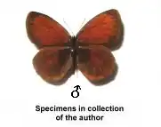 Coenonympha nolckeni