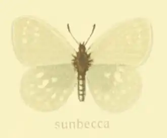 Coenonympha sunbecca