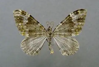 Coenotephria tophaceata