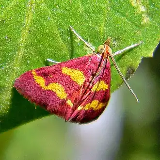 Pyrausta tyralis