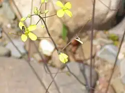 Coincya monensis subsp. hispida