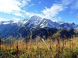 Flora in natuurgebied Contamines Montjoie.