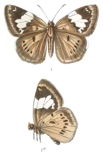 Coladenia buchananii