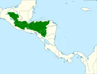Guatemalagrondspecht