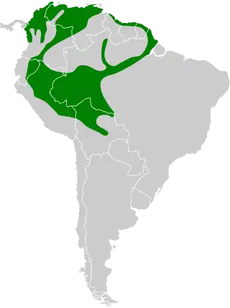 Vlekborstgrondspecht