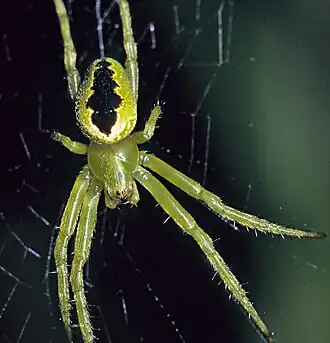 Colaranea melanoviridis