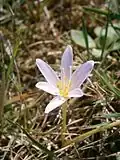 Colchicum alpinum in een "collector's" tuin