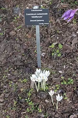 C. autumnale 'Album'